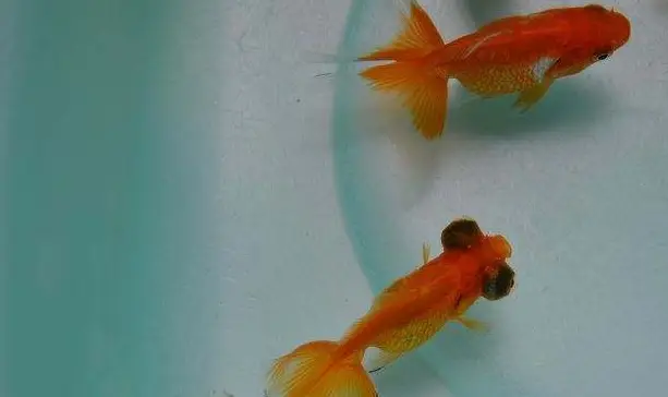 什么观赏鱼最好养？