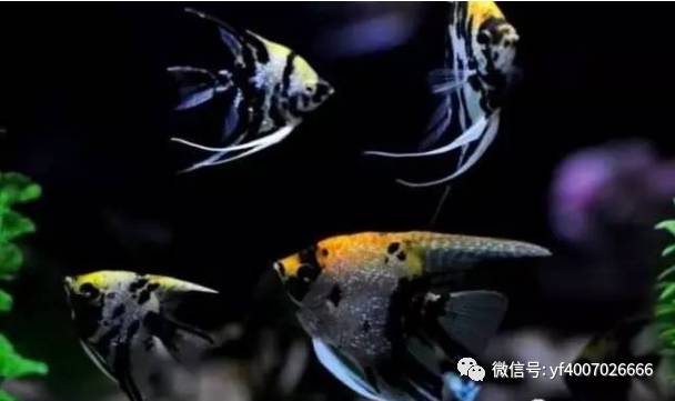 养鱼四大误区揭露真相：为什么你的鱼总是那么难养