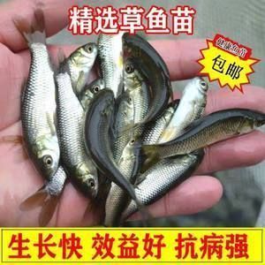 观赏鱼饲料价格表_观赏鱼饲料是什么做的_观赏鱼饲料怎么样